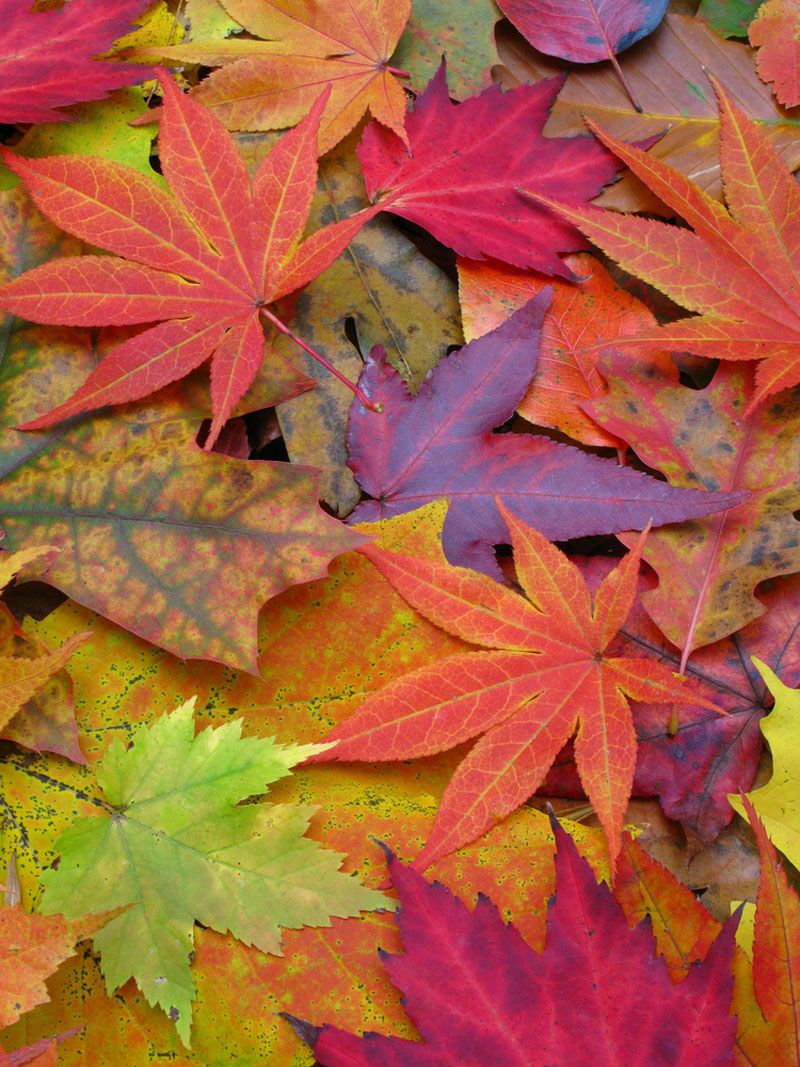 Image Gallery: A Rainbow of Fall Leaves