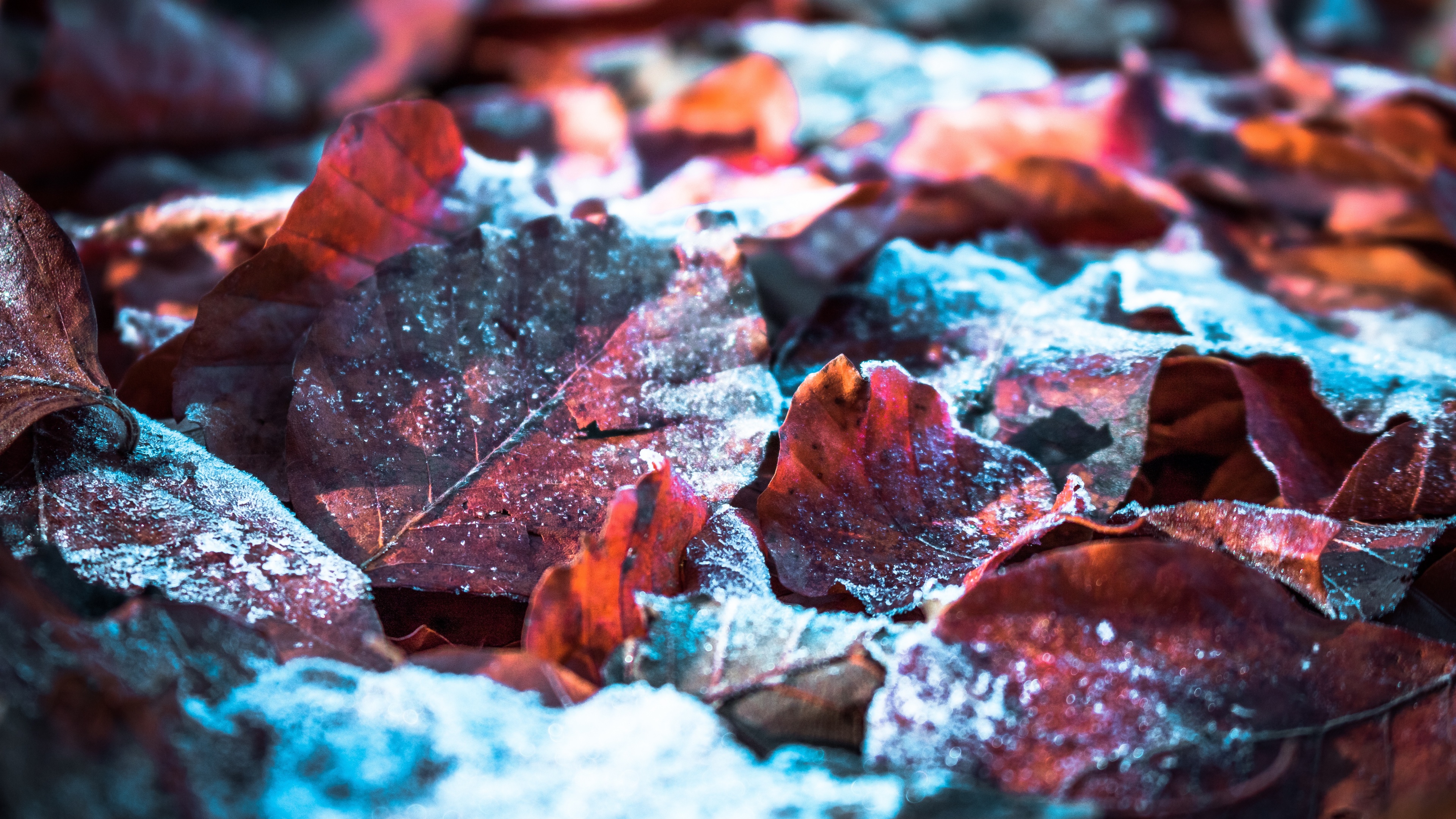 Autumn leaves Wallpaper 4K, Snow