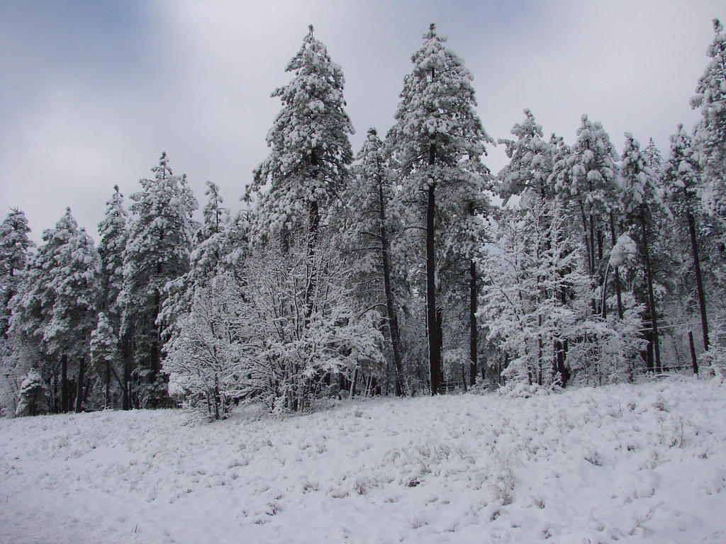 snow on two pines, S. of Flagstaff, AZ