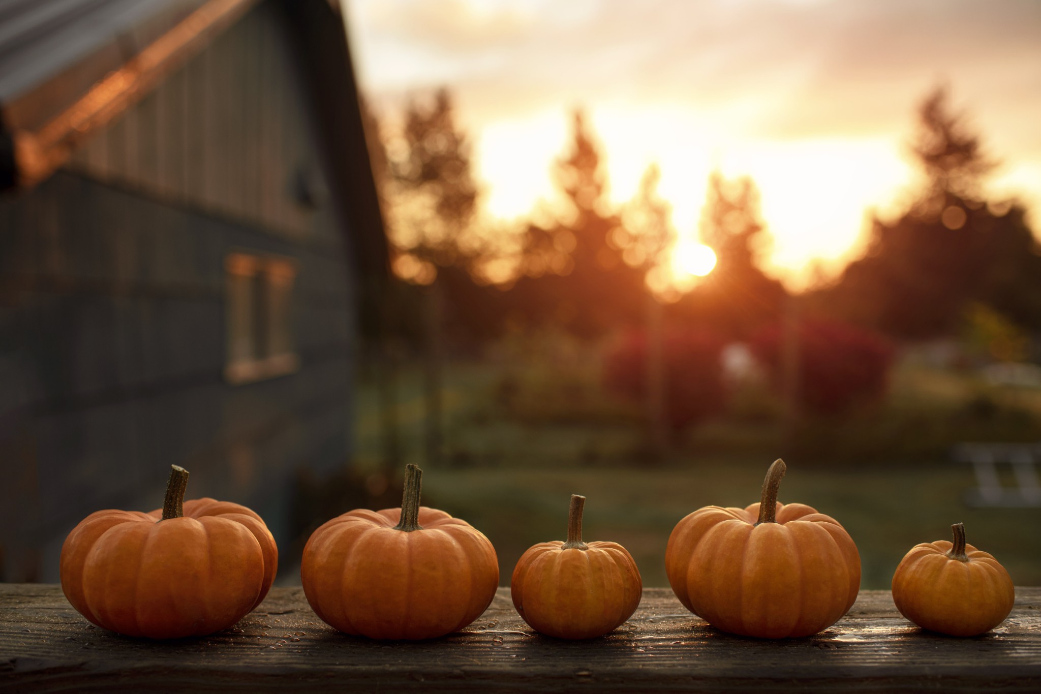 Download Pumpkin Fall HD Wallpaper