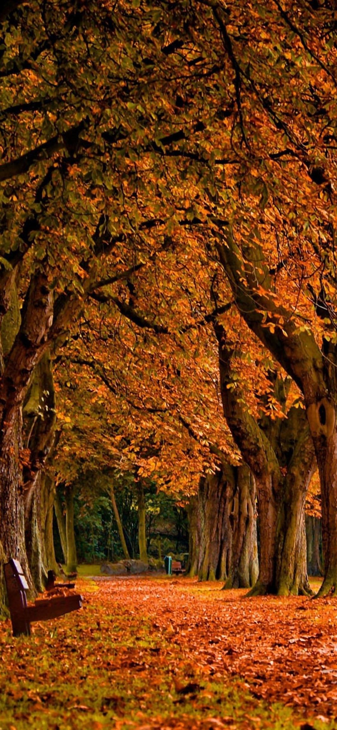 Park Autumn iPhone Wallpaper Free Download