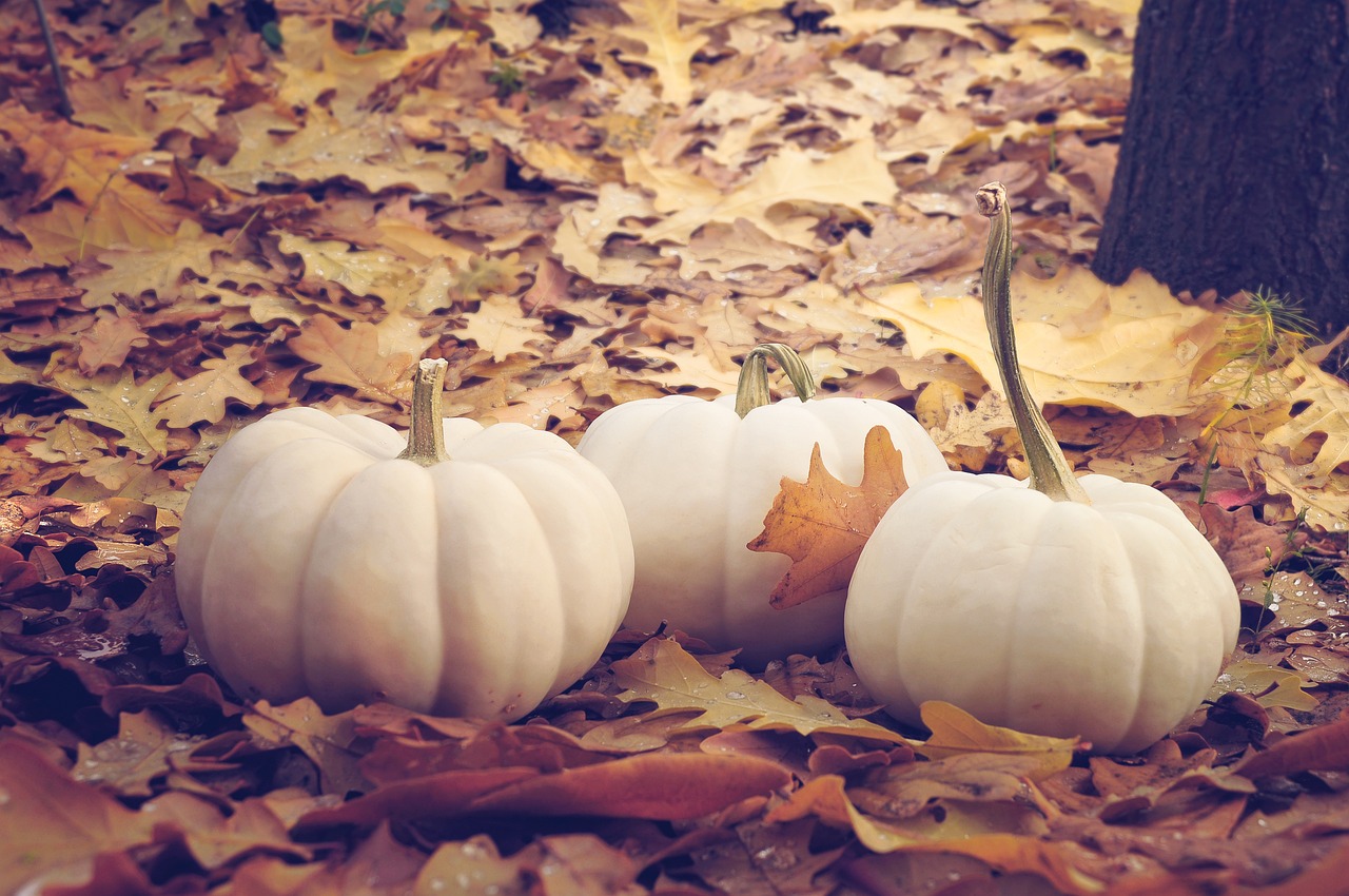 Autumn Pumpkin & Pumpkin Image