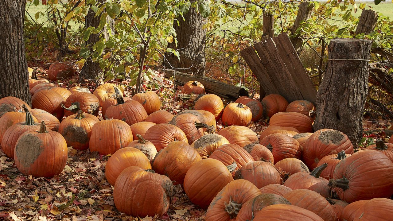 Wallpaper pumpkins, leaves, trees