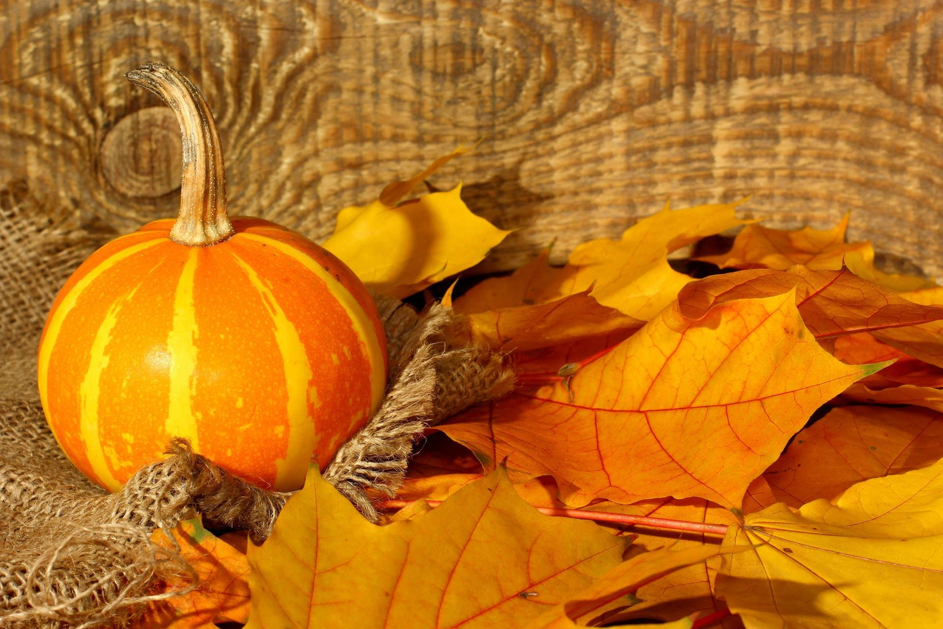 Pumpkin Photography Still Life HD Wallpaper