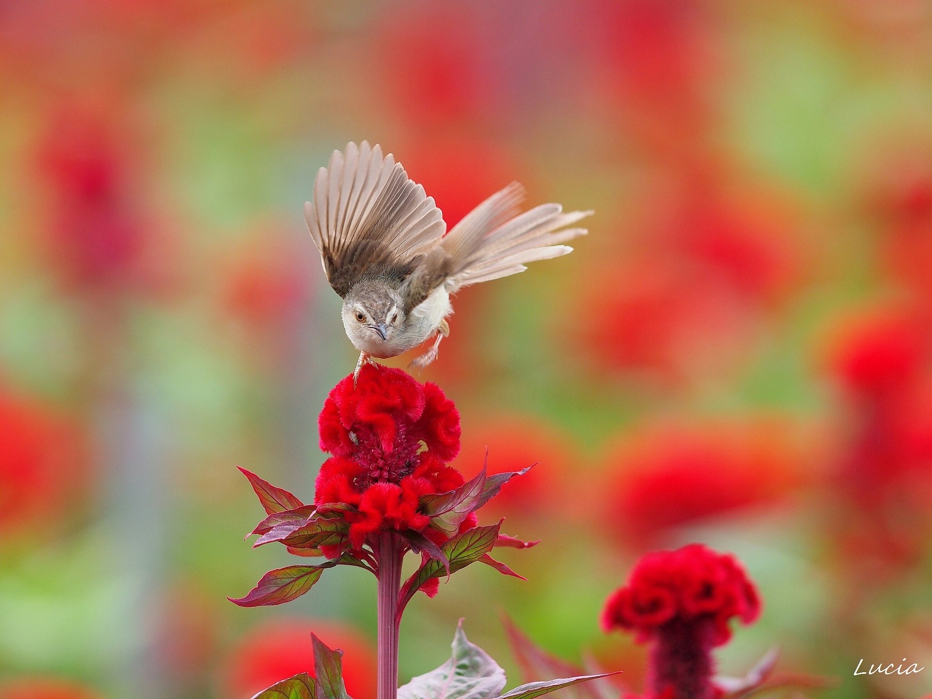 Vibrant Bird in Bloom: HD Wallpaper