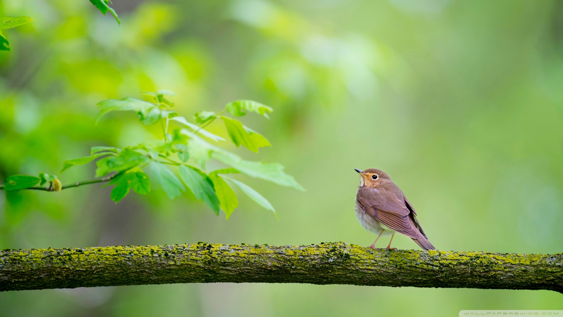 Bird, Branch, Nature Ultra HD Wallpaper
