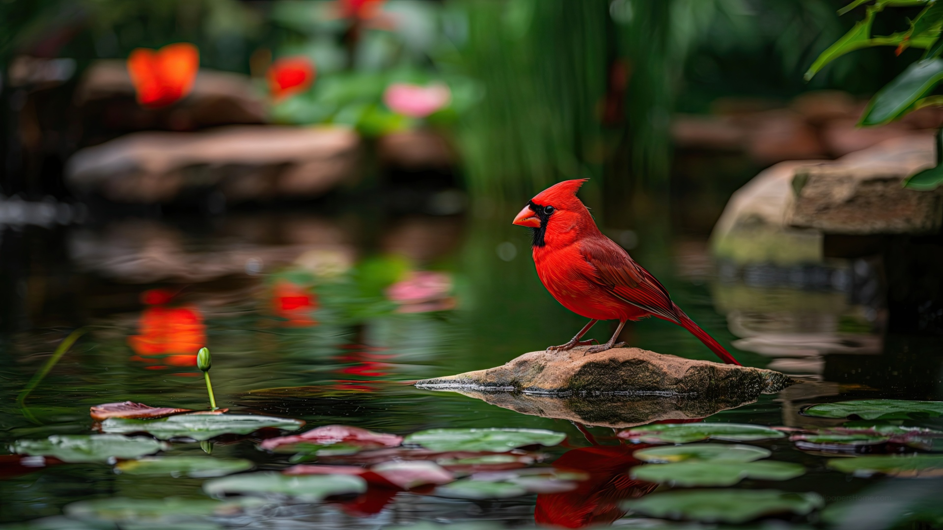 Red Bird Wallpaper, Animal, 1332