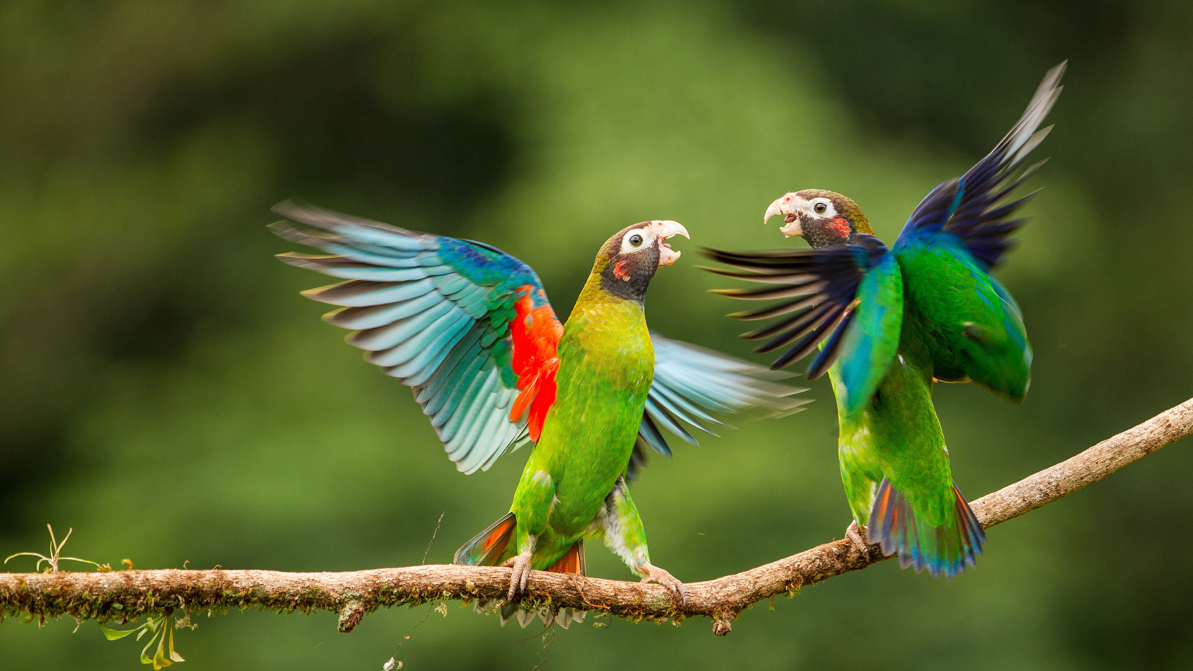 Vibrant Parrots in 4K Ultra HD Wallpaper