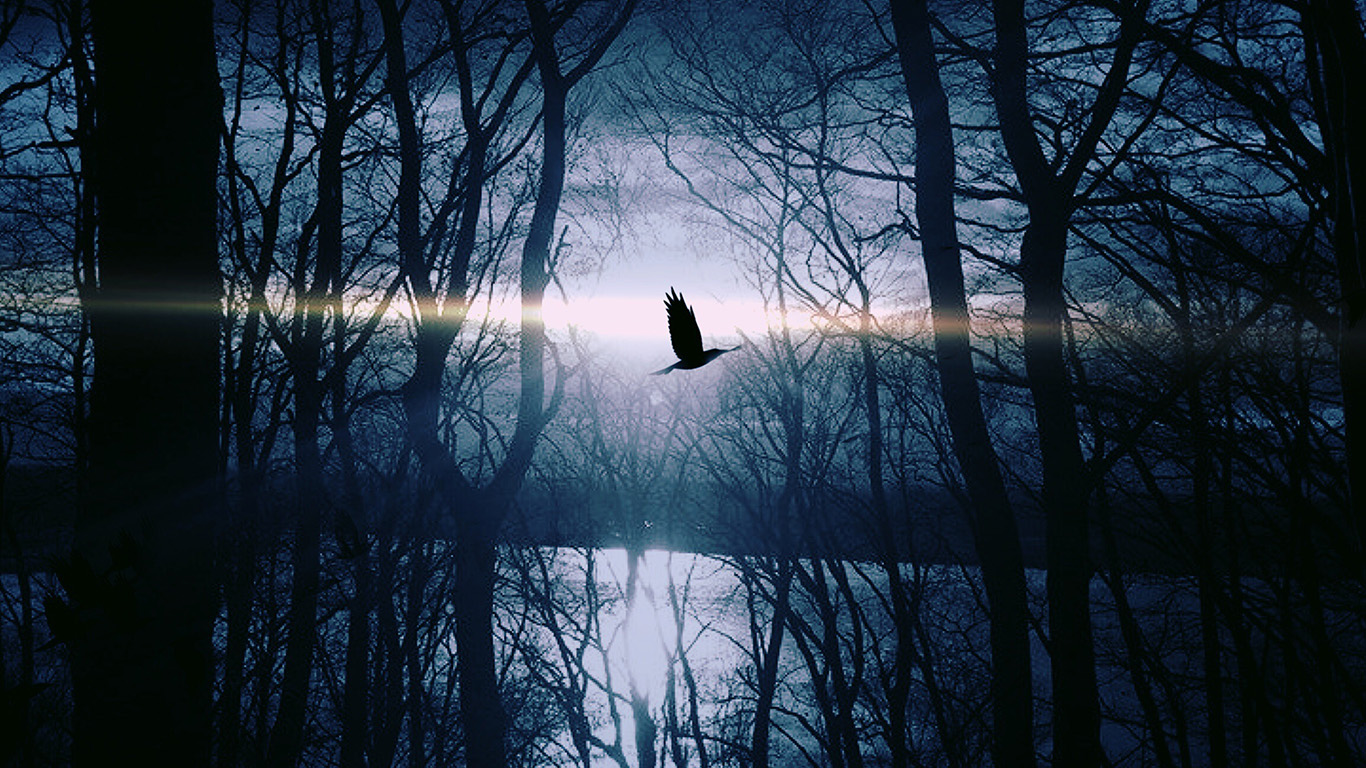 Wood Night Dark Nature Bird Fly Lake