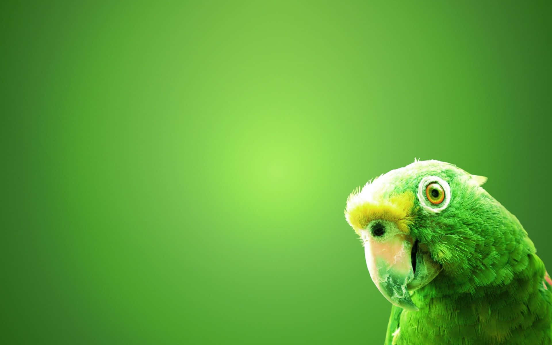 Bird Background