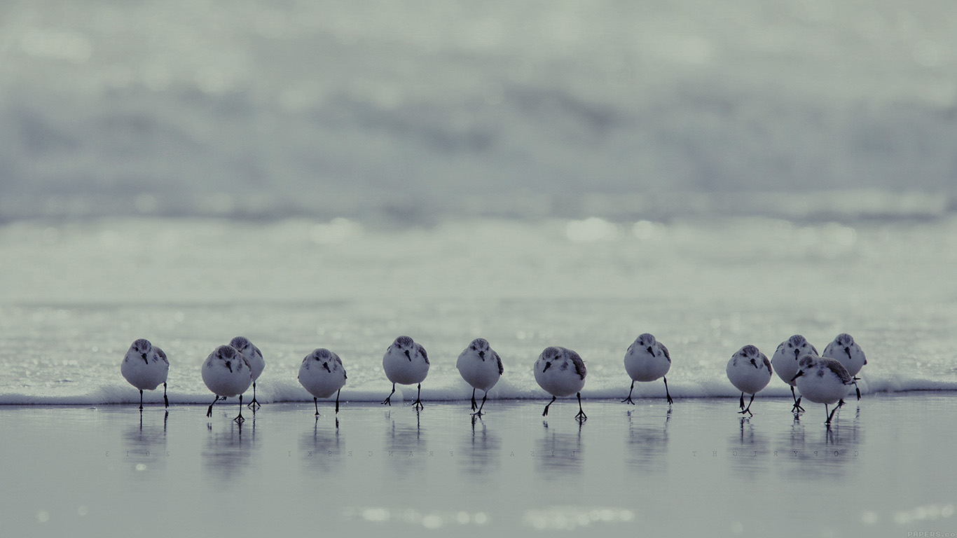 Birds Beach Wave Ocean Blue Water