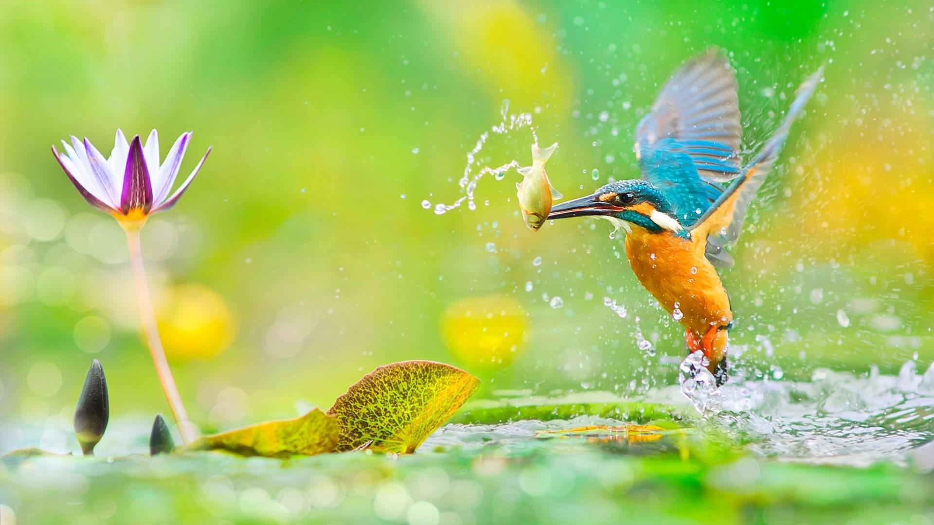 Kingfisher (Bird) Wallpaper (