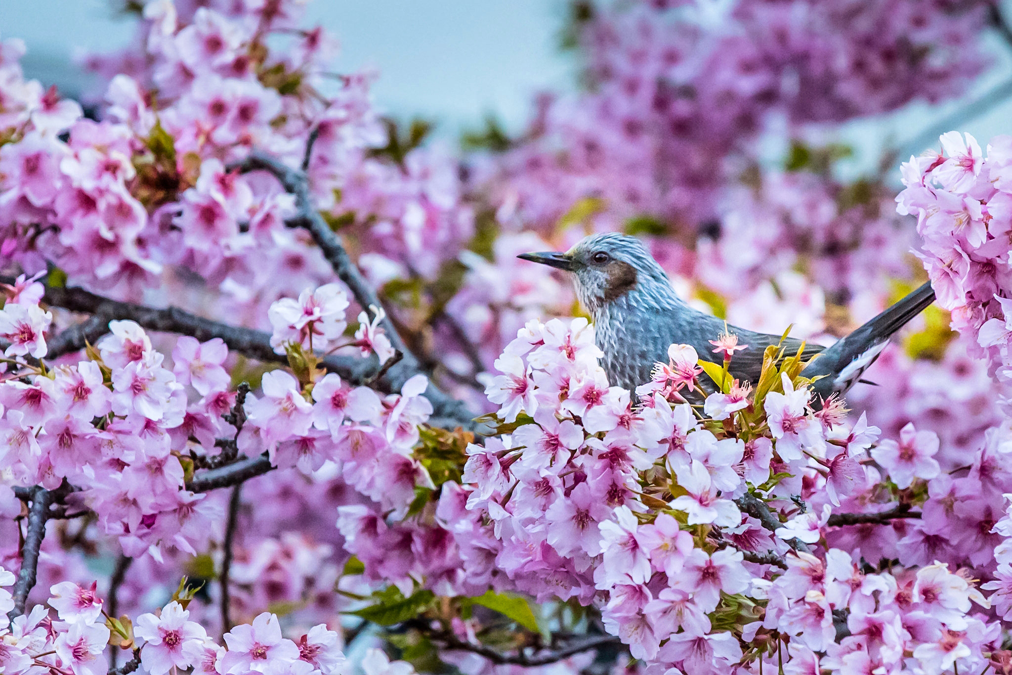 HD desktop wallpaper: Nature, Birds