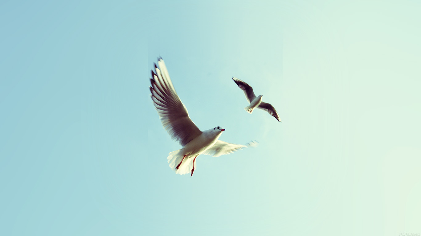 Pigeons Bird Fly Sky Animal Nature