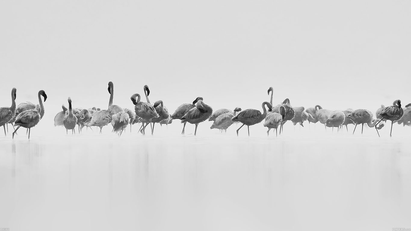 Peace Animal Nature Birds