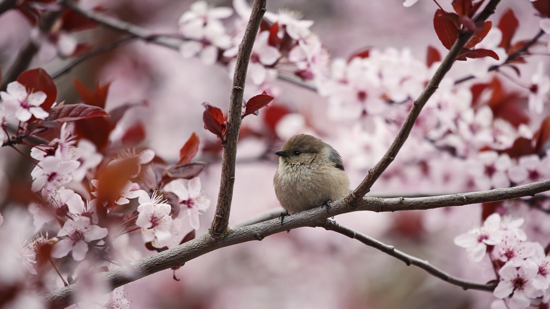 Bird Among Cherry Blossoms
