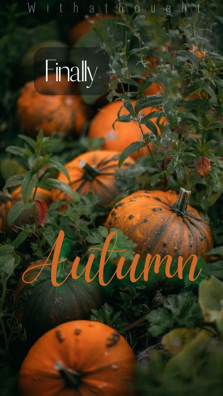 Unique Wallpaper Fall Design Edits