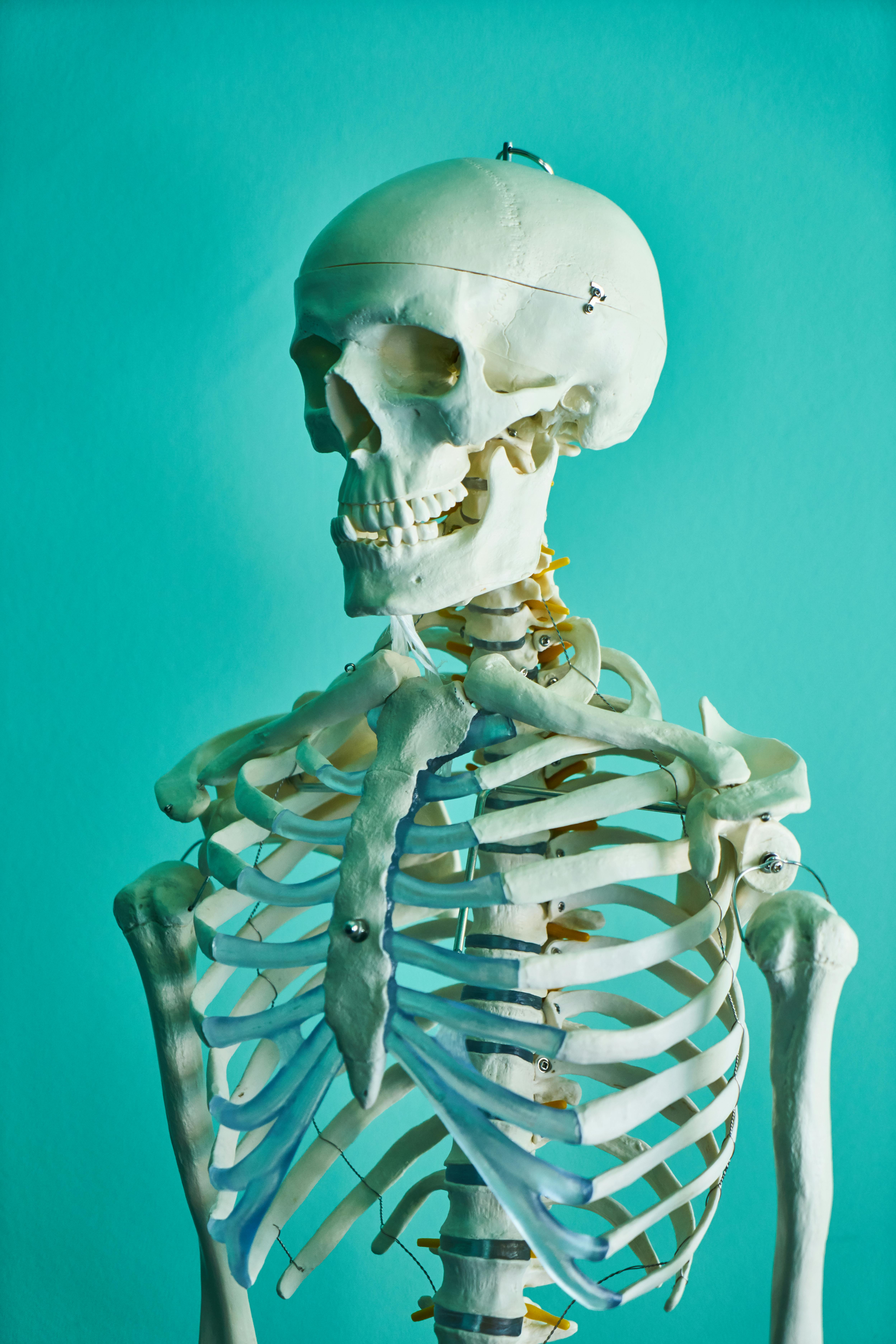 Skeleton Photo, Download The BEST Free