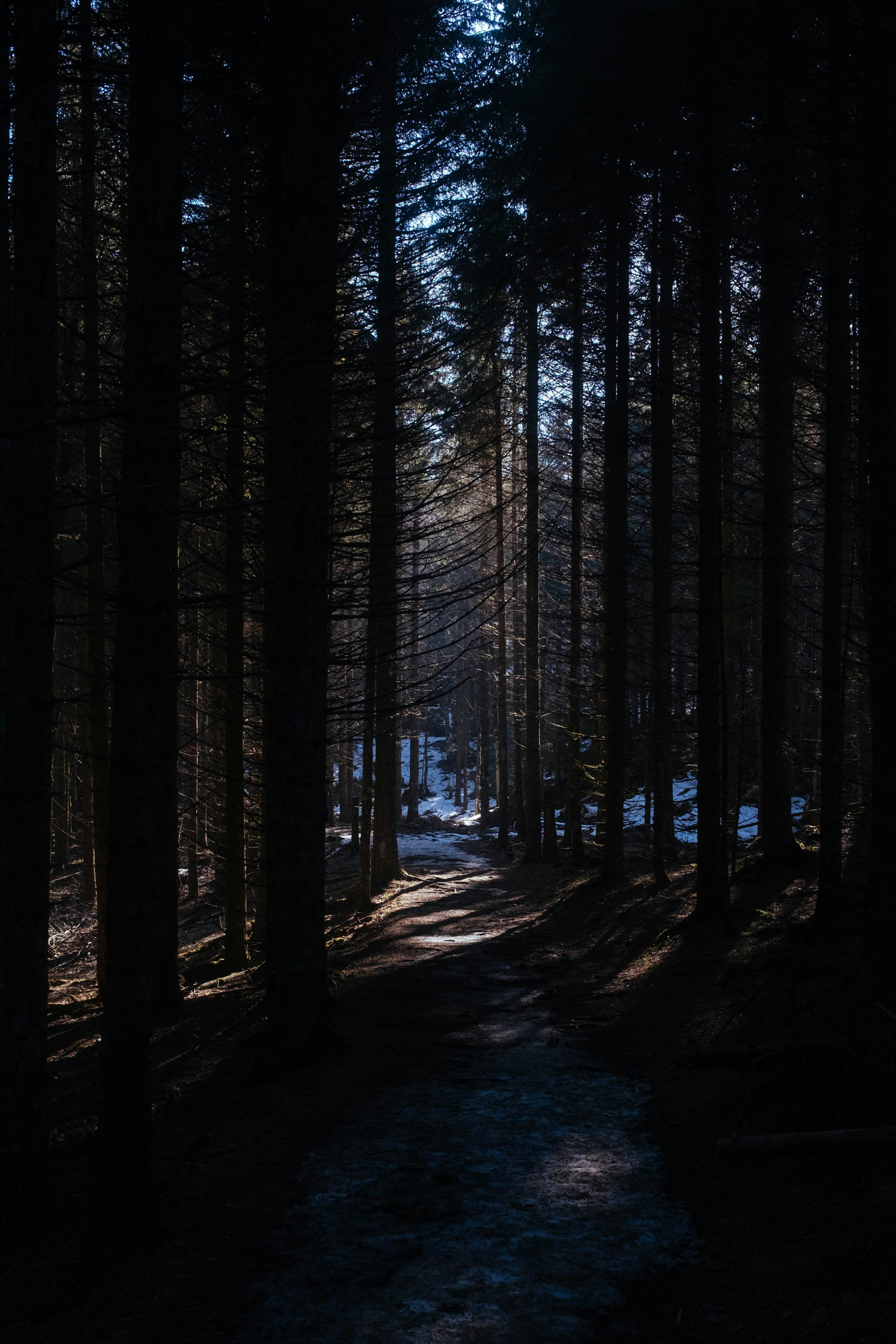Dark Forest Picture HD