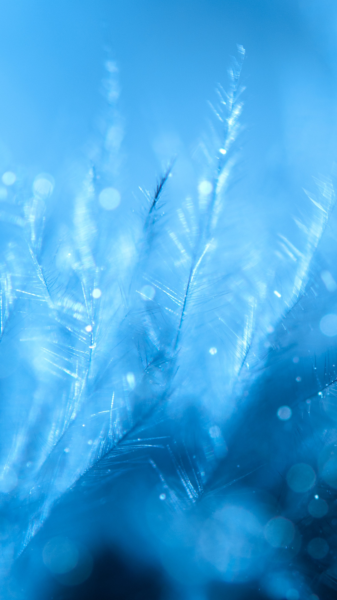 Frozen Feathers Wallpaper iPhone 11