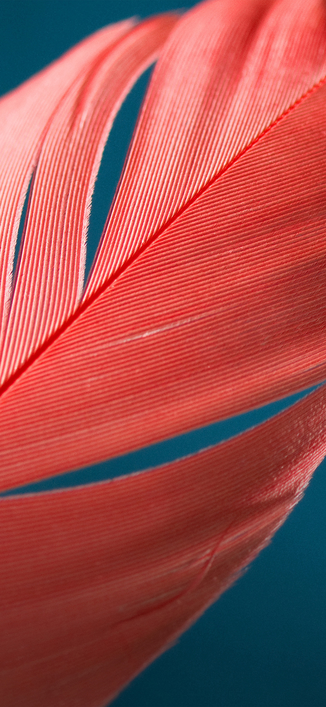 Feather Wallpaper