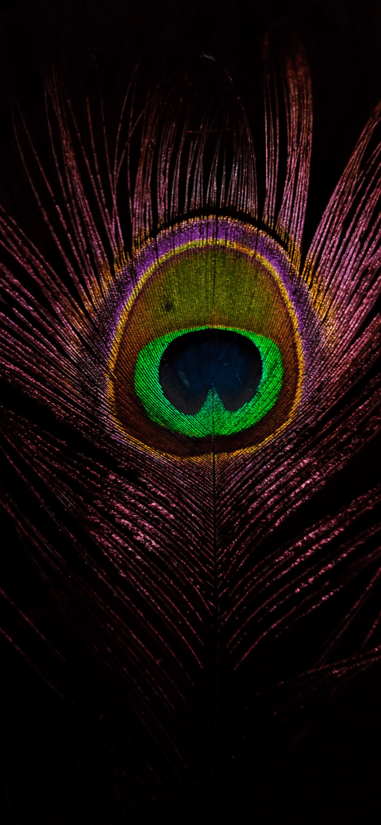 Feathers Wallpaper for iPhone 11, Pro