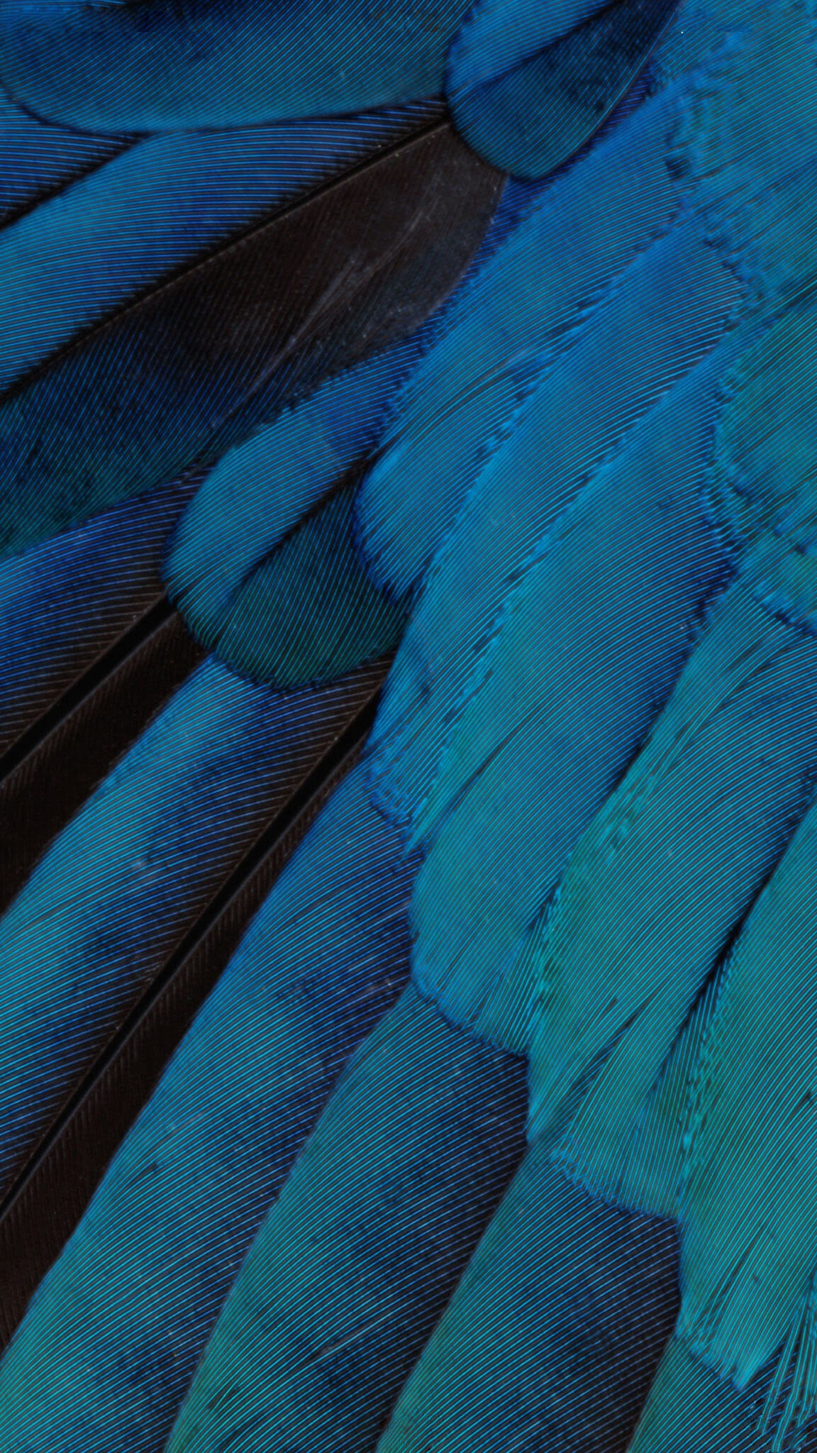 iOS 10 Stock Blue Feathers Wallpaper