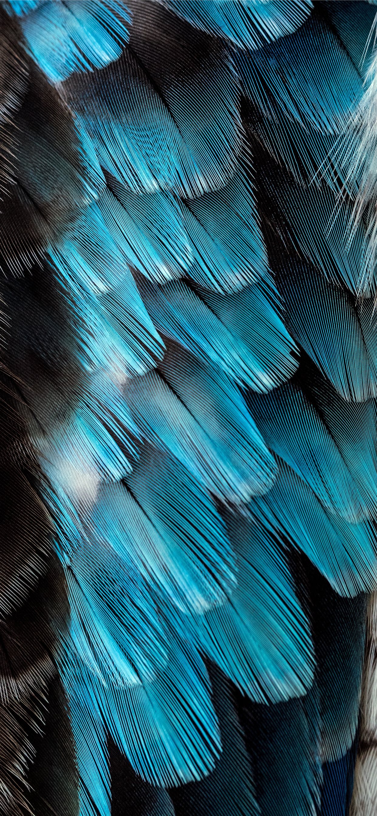 blue feather iPhone 11 Wallpaper
