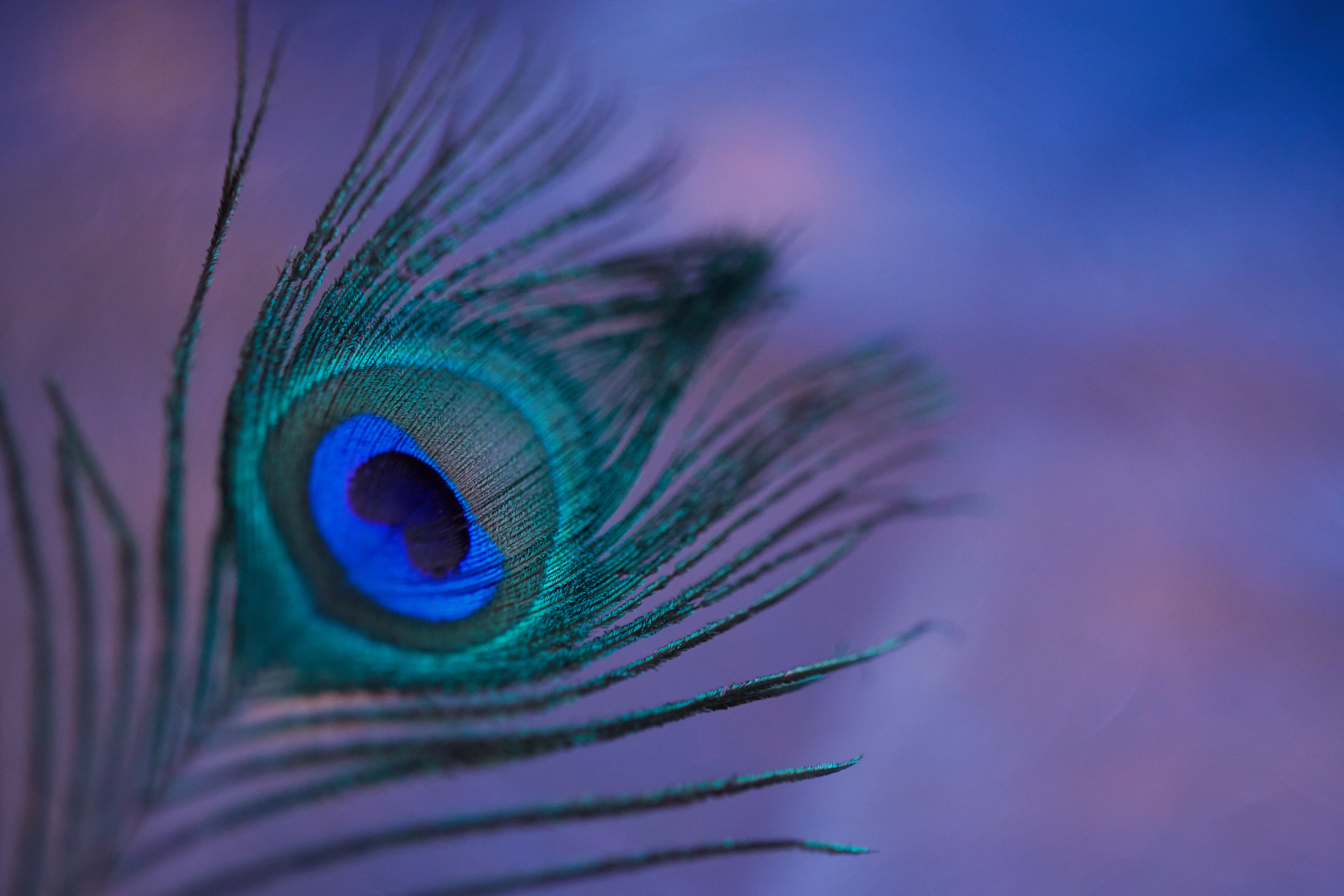 Vibrant peacock feather macro wallpaper