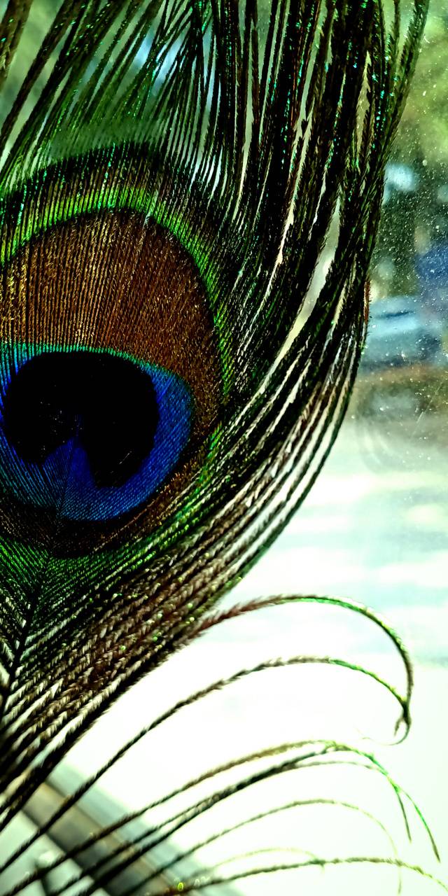 Peacock Feather Wallpaper Classic