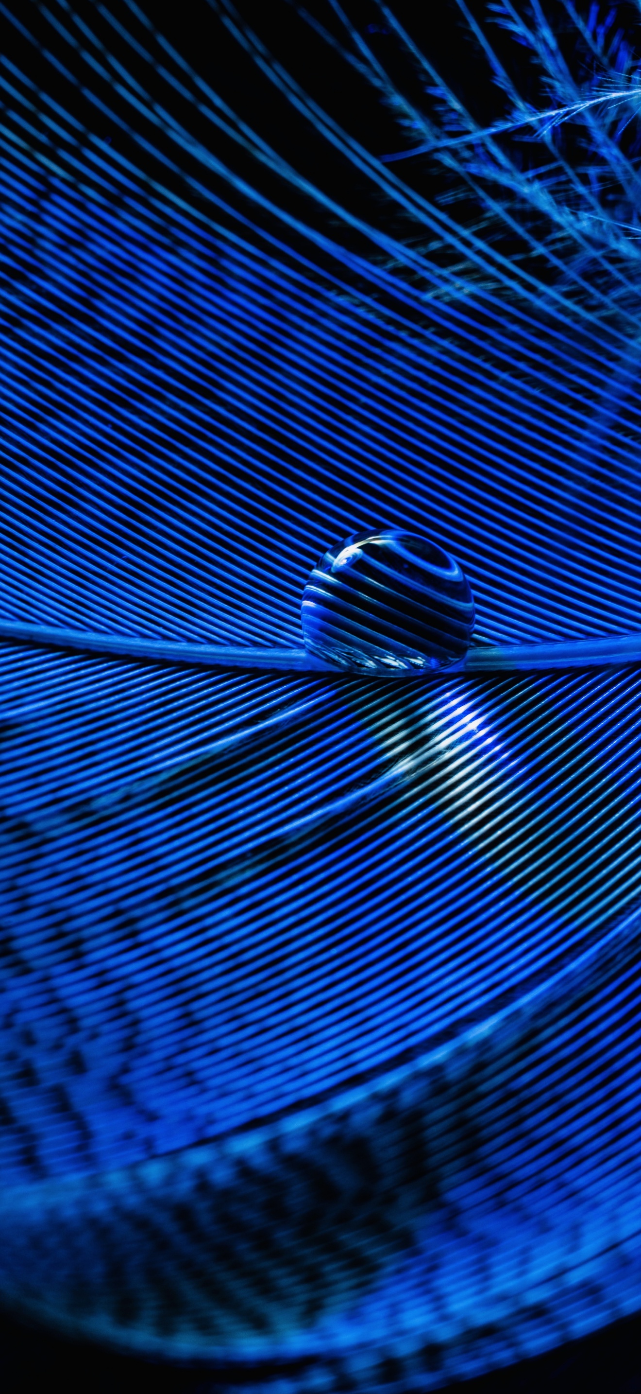 Blue Feather Wallpaper 4K, Macro, Water