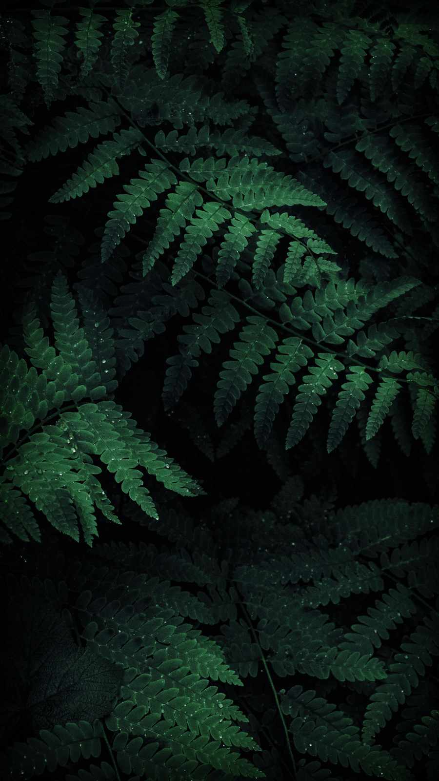 Dark Nature 4k iPhone Wallpapers - Wallpaper Cave