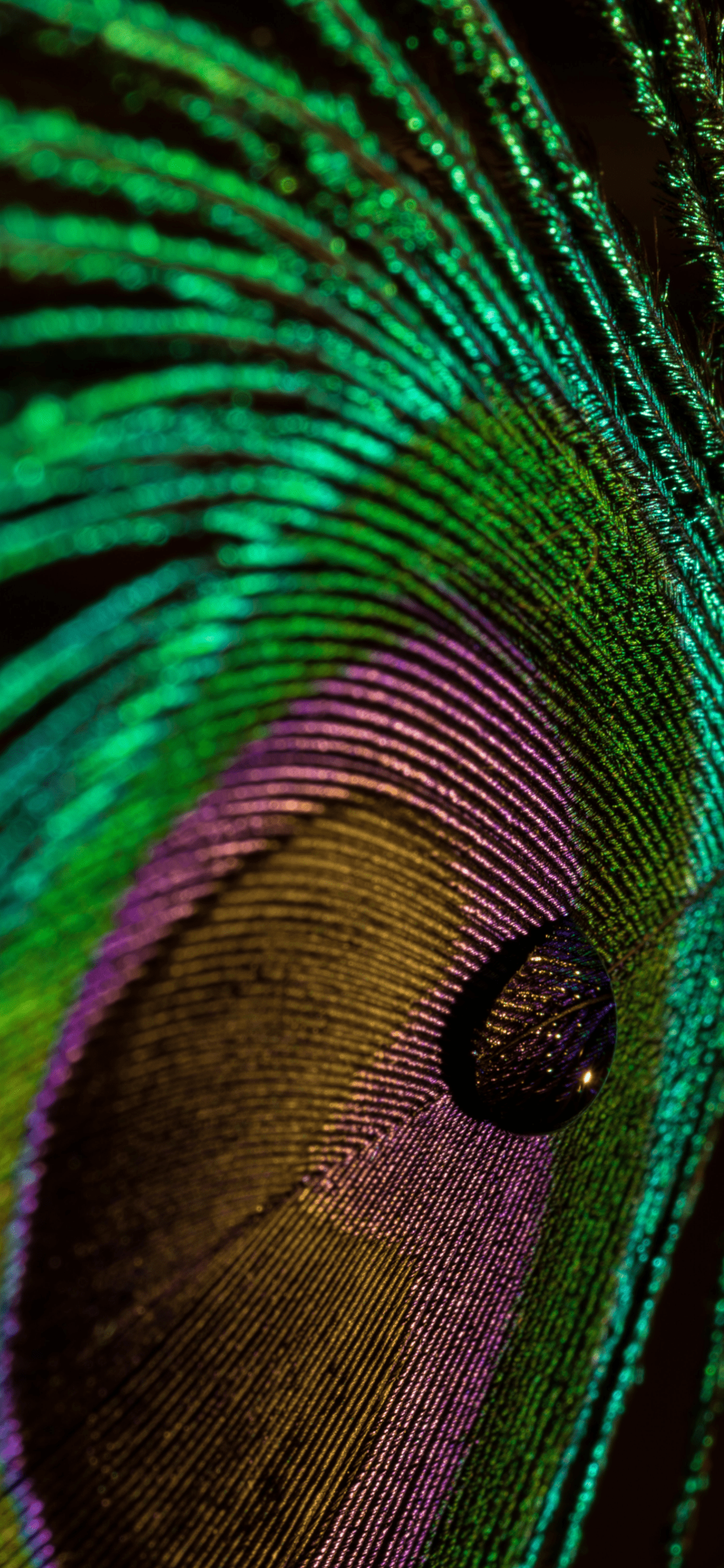 Feathers Wallpaper for iPhone 11, Pro