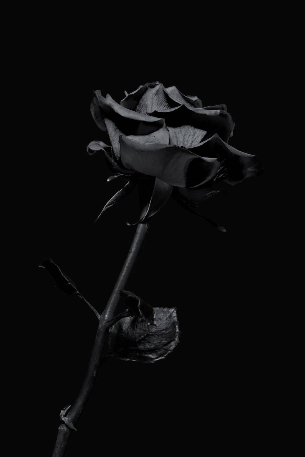 Black Rose iPhone HD Wallpaper