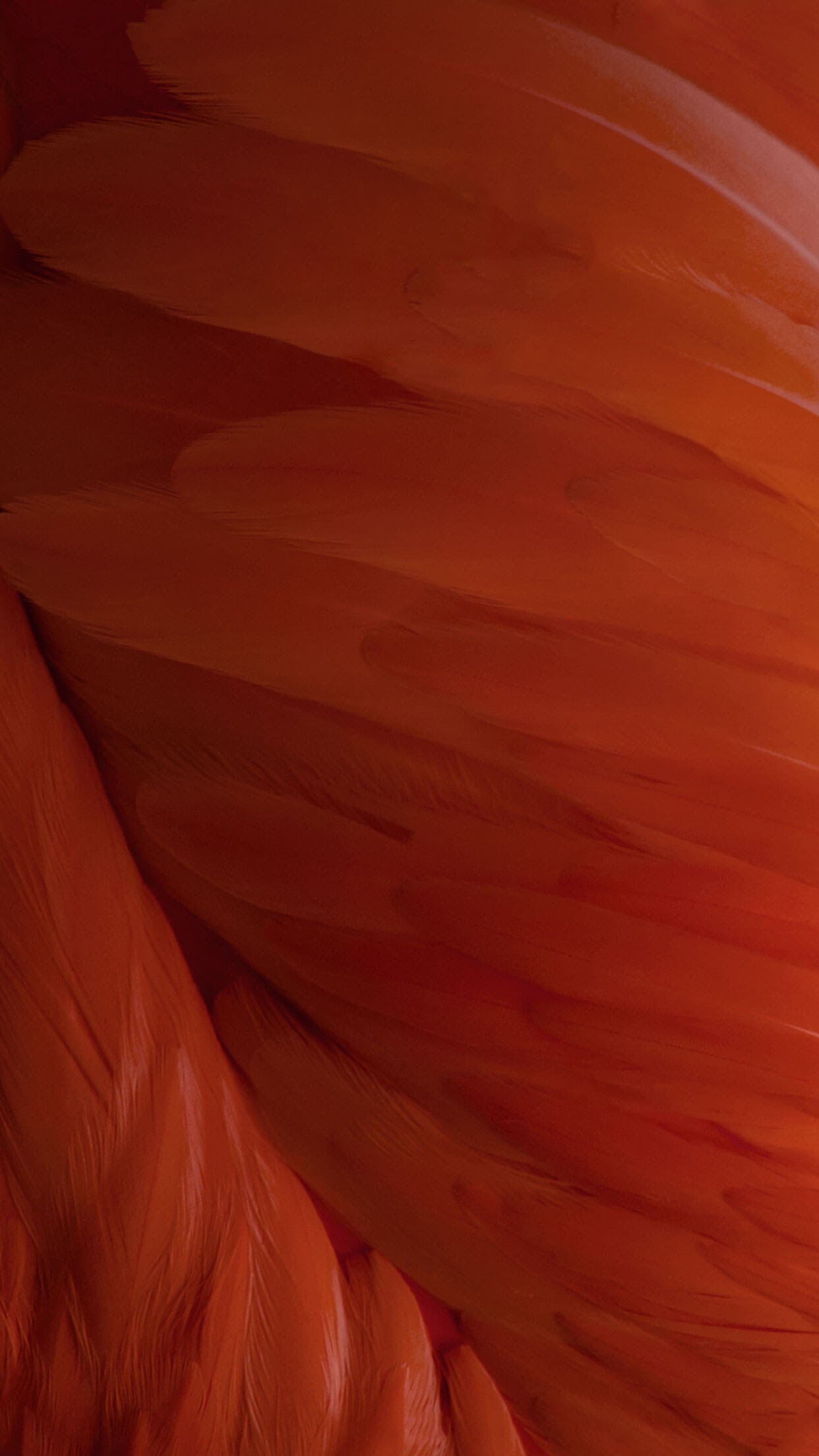 iOS 10 Stock Red Feathers