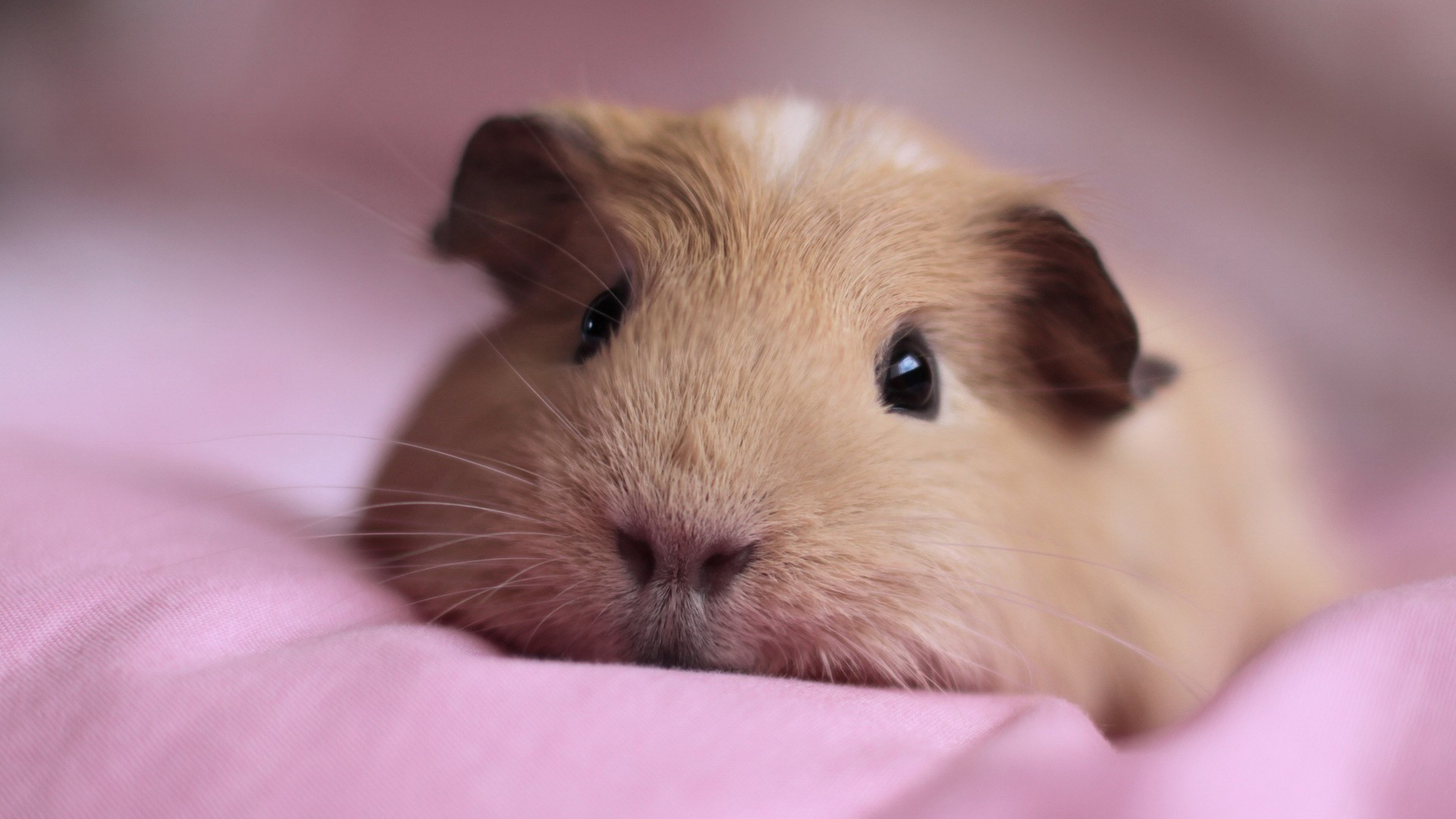Guinea Pig Wallpaper