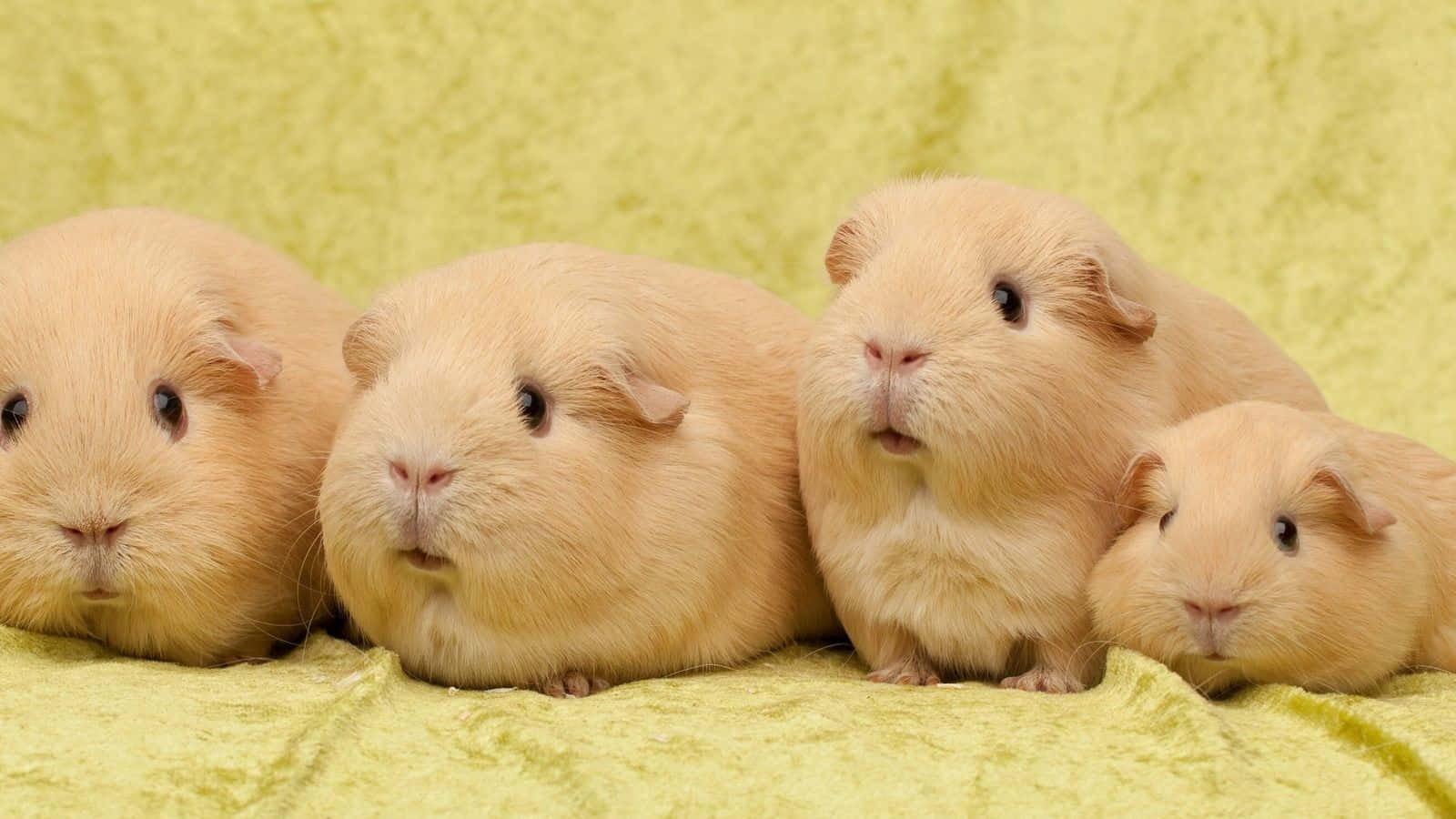 Cute Guinea Pig Picture