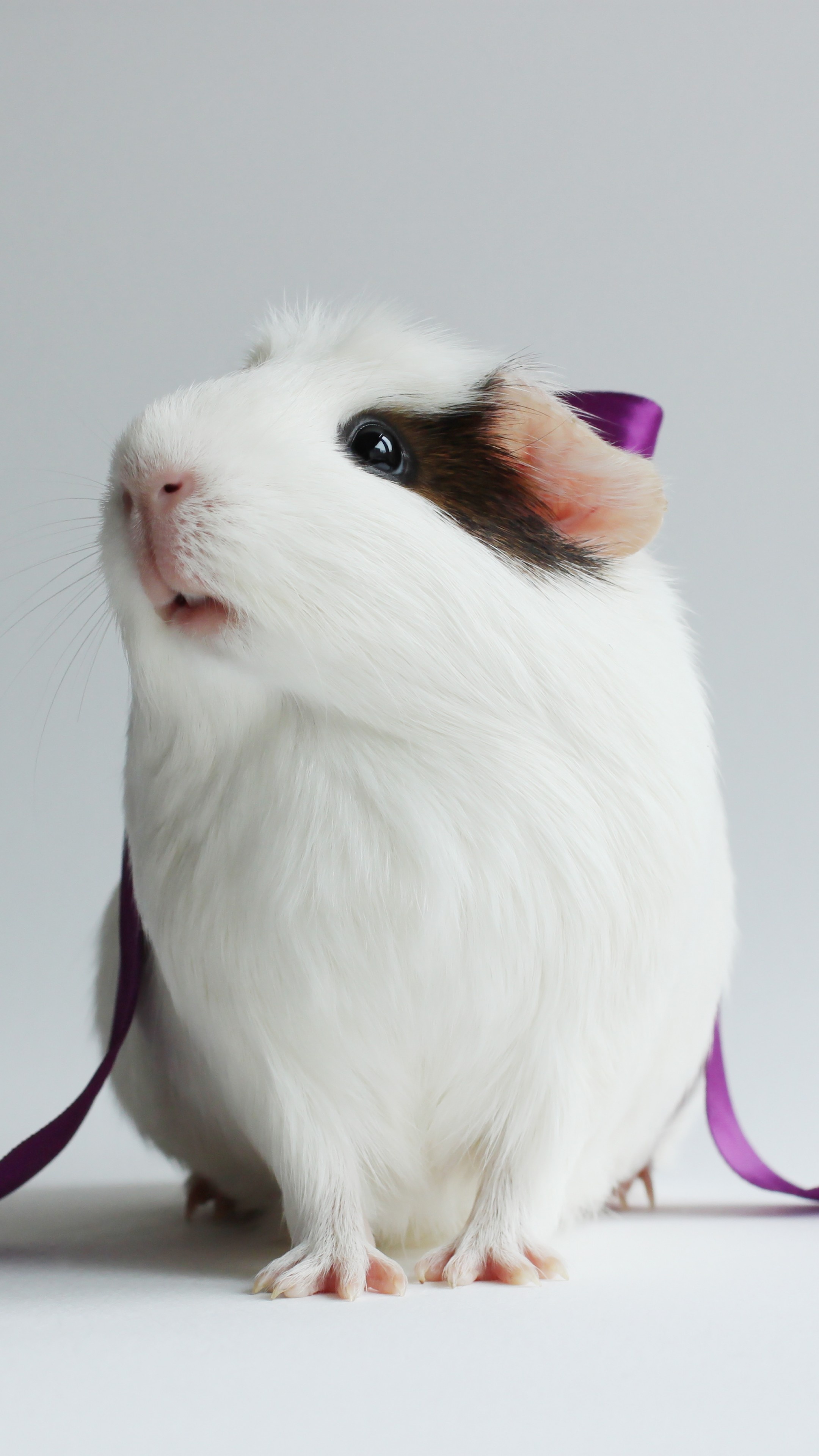 Guinea Pig Wallpaper