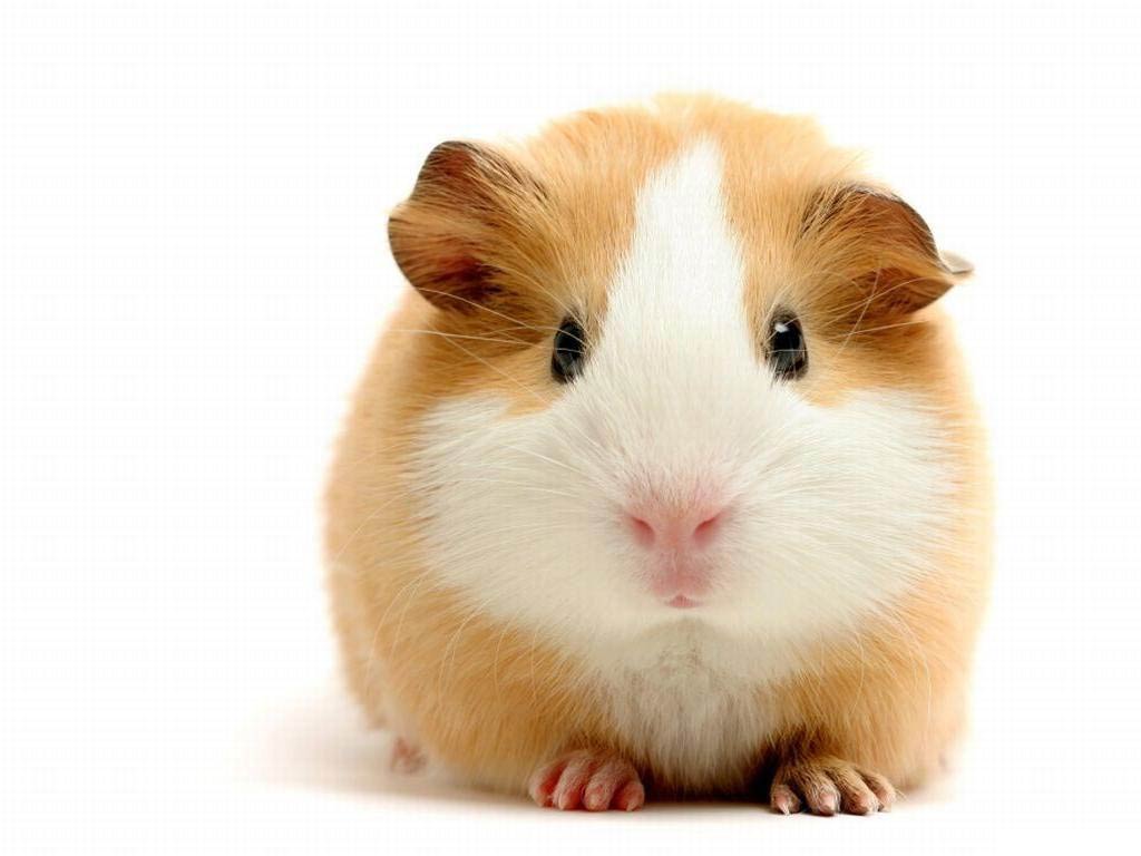Guinea Pig Wallpaper