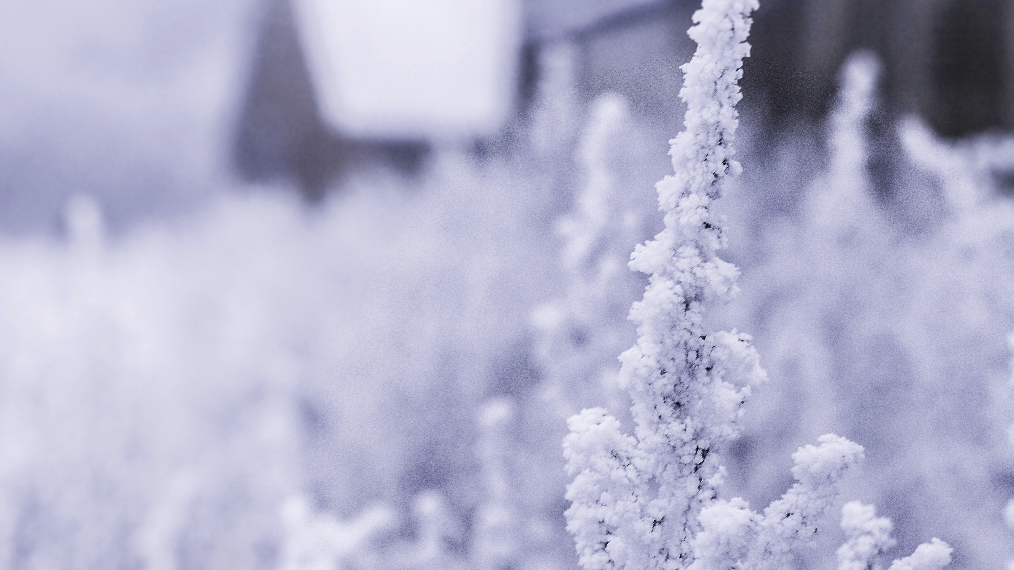 Snow White Winter Flower Blue