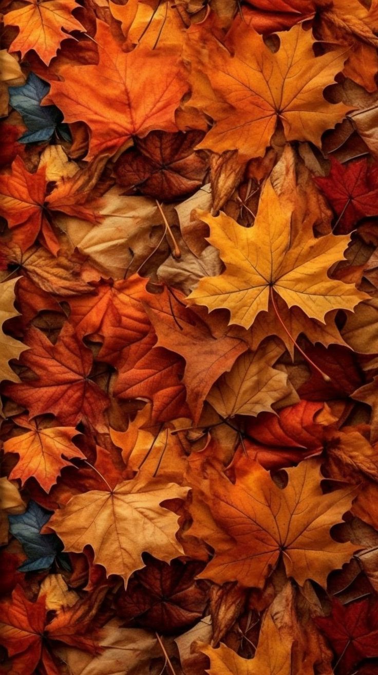 Adorable Thanksgiving Wallpaper