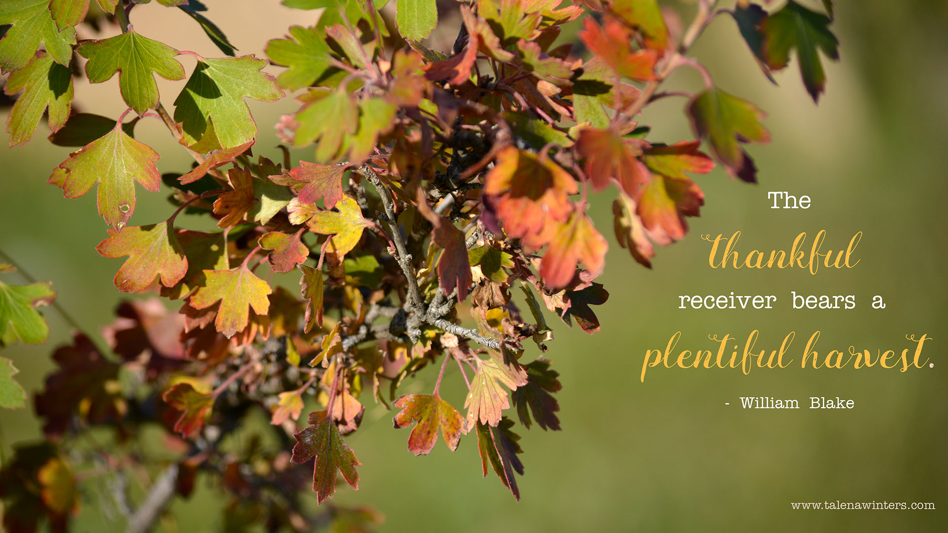 Photo Friday: Grateful for the Harvest