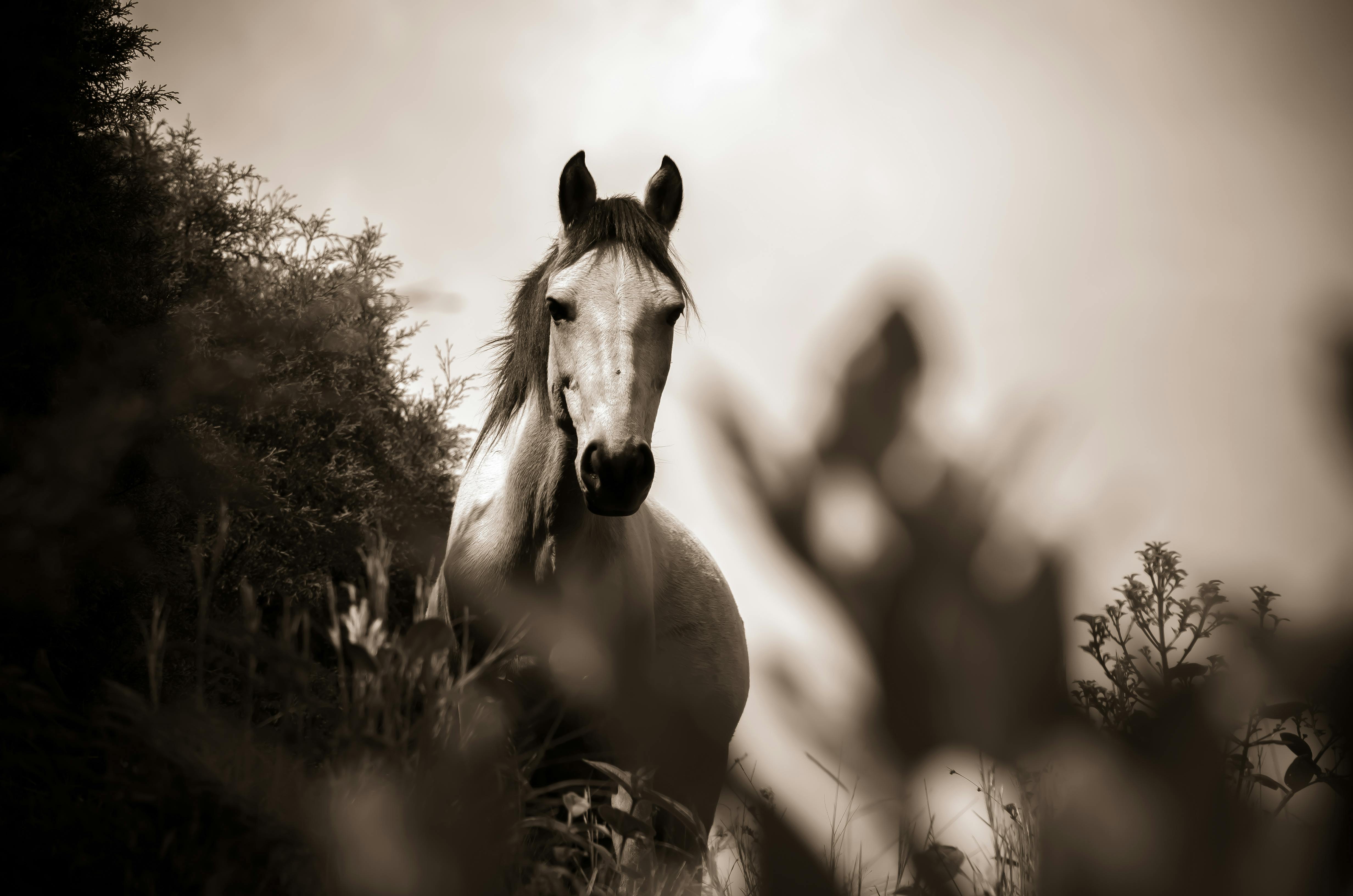 Grayscale Photo of Horse · Free