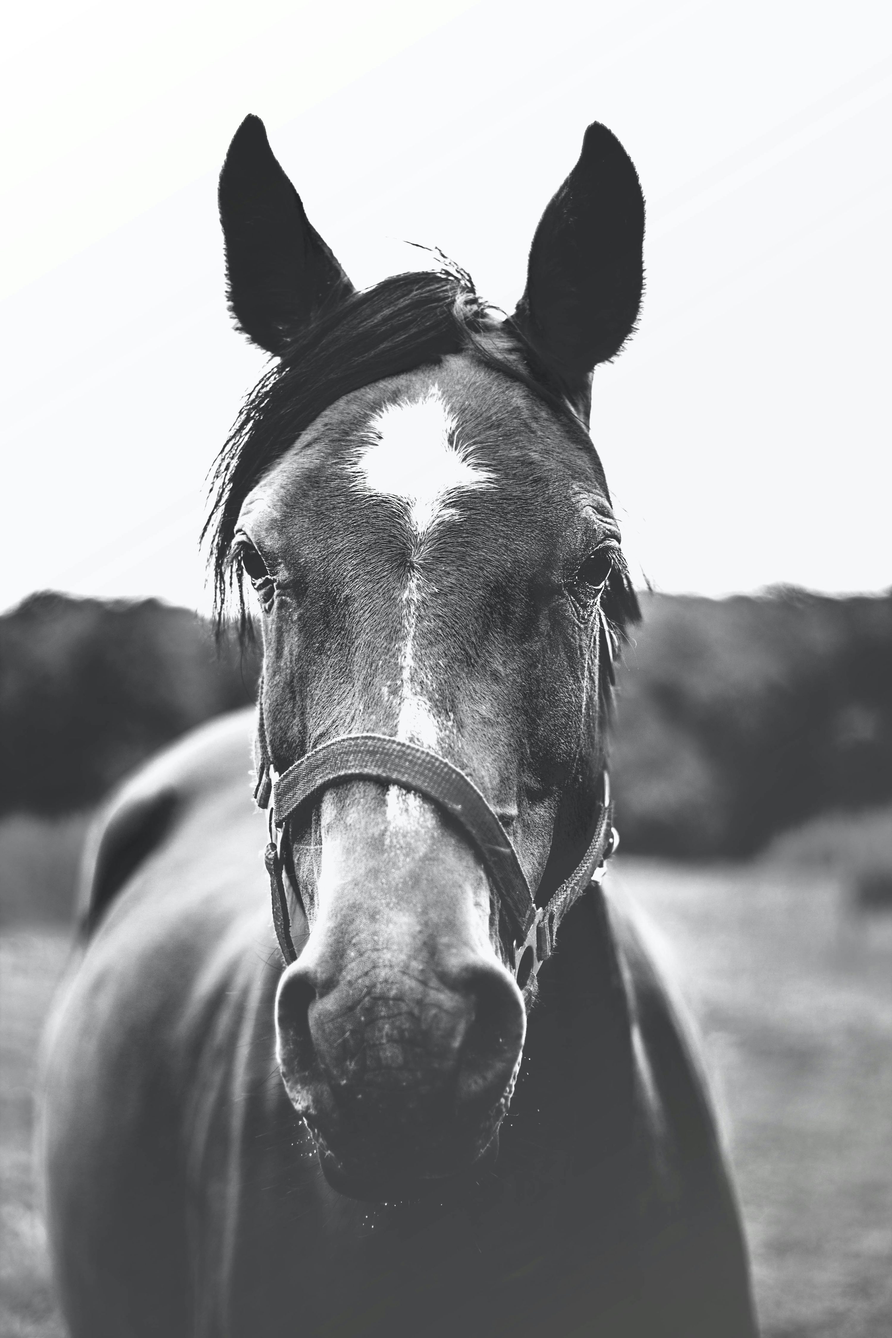 30,Black And White Horse Picture