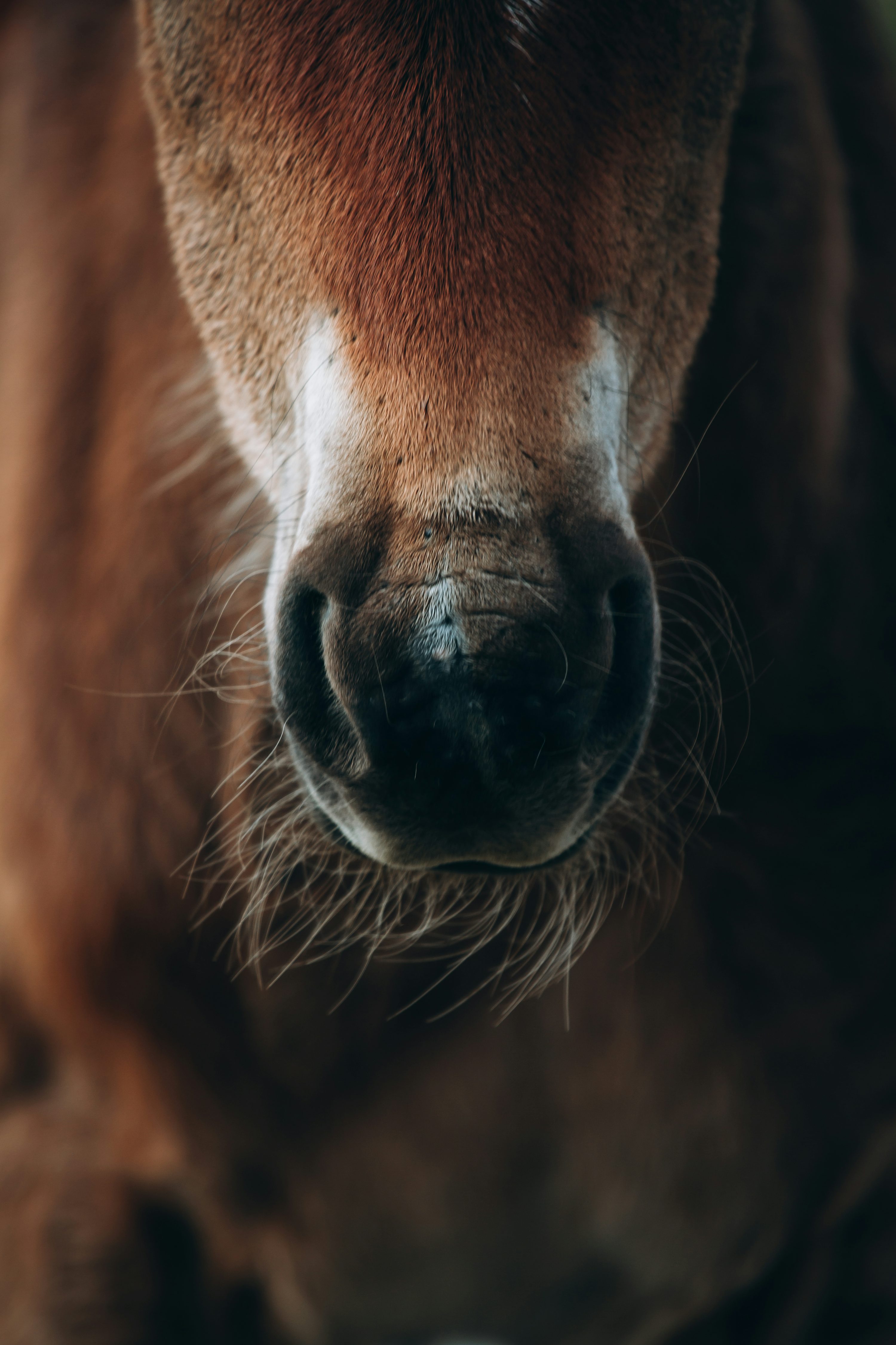 Horse Background Image: Download