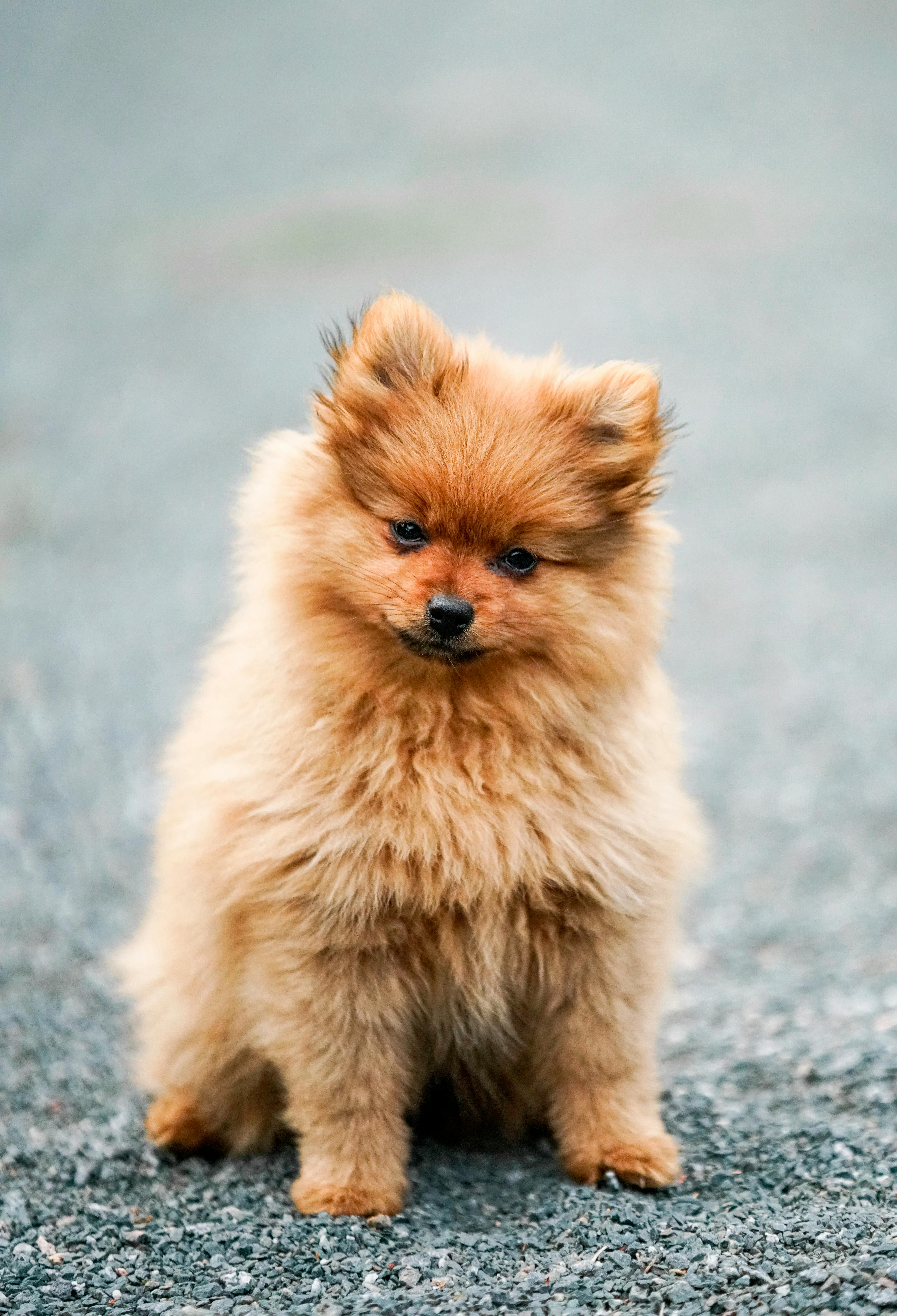 40,Best Dog Photo · 100% Free Downloads