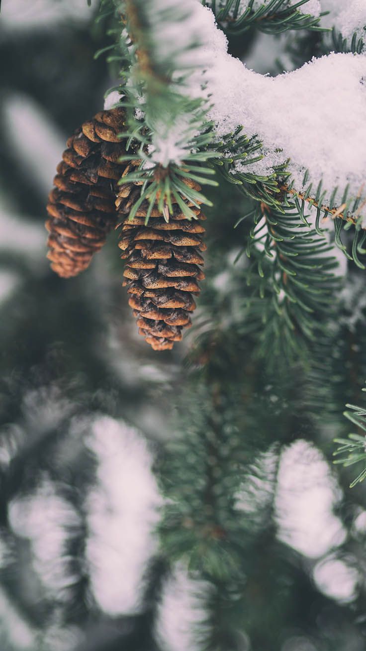 Winter Wonderland iPhone Xs Wallpaper