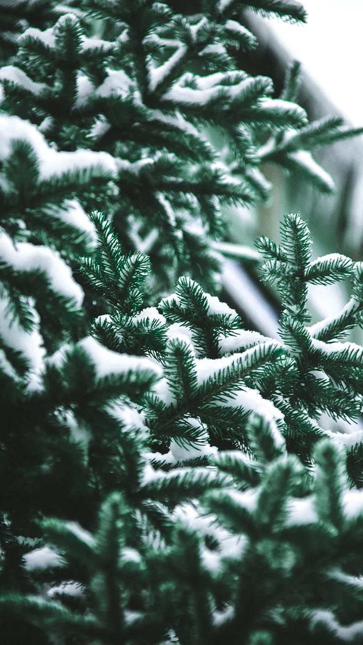 x Winter Landscapes iPhone Wallpaper