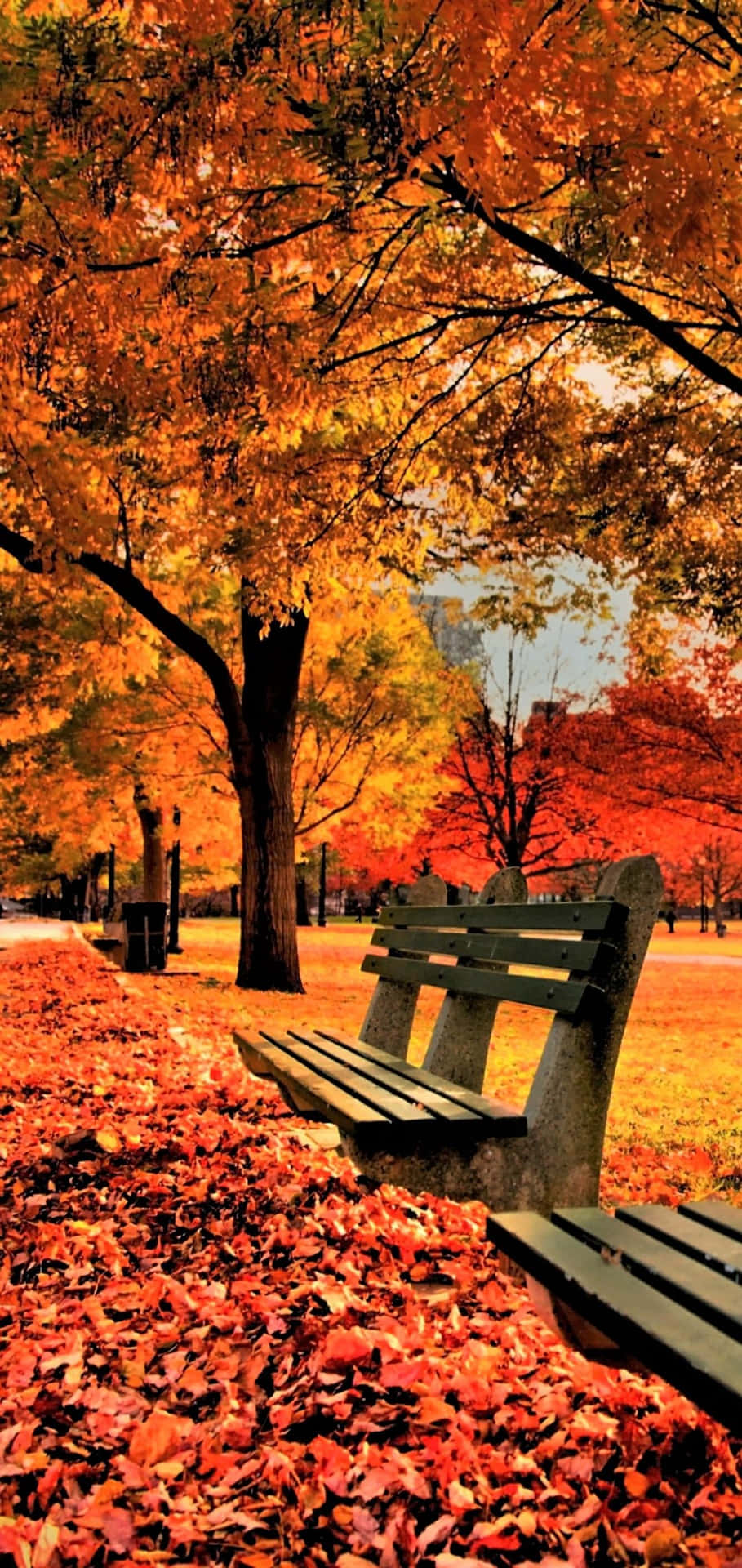Download Autumn Background