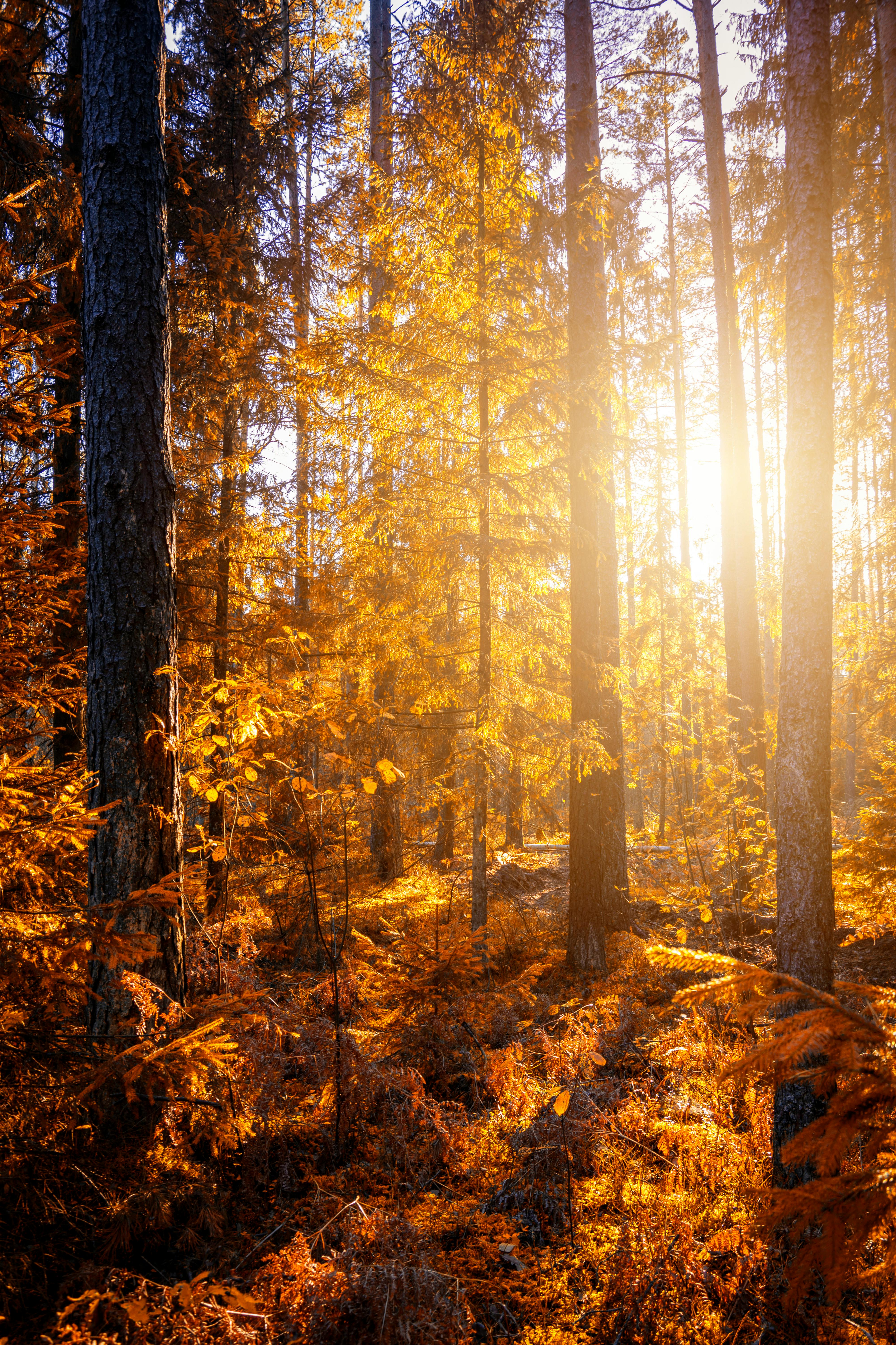 Photo of a Pathway in a Forest · Free
